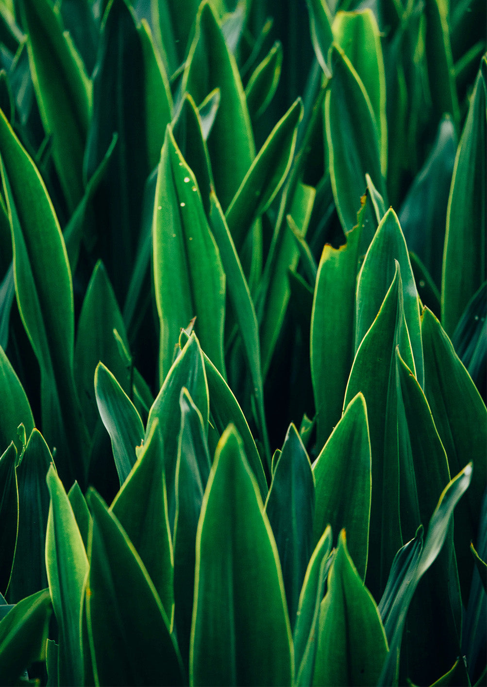 Guide to Removing Grass Stains from Clothing
